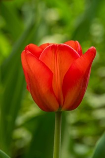 A vibrant red tulip stands gracefully against a lush green background, showcasing its delicate