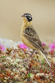 Smith's Longspur (Calcarius pictus) on the tundra near Churchill, Manitoba, Canada