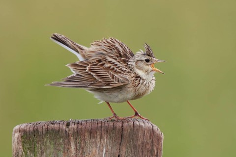 Eurasian Skylark (Alauda arvensis) singing from pale, North Rhine-Westphalia, Germany