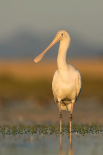Yellow-billed Spoonbill (Platalea flavipes) foraging, Victoria, Australia
