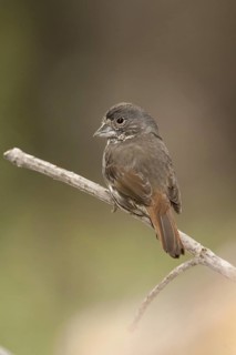 Thick-billed Fox Sparrow (Passerella megarhyncha) male, California, USA