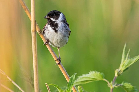 Reed bunting, bunting, bunting family, reed bunting, (Emberiza schoeniclus), reed, reed, stalk,