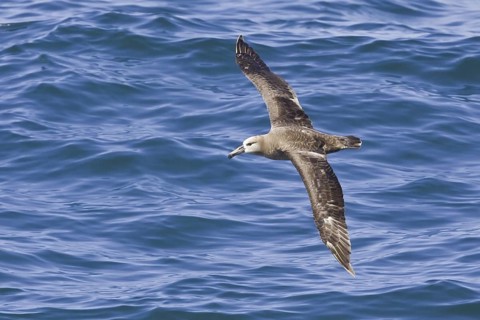 Black-footed Albatross (Phoebastria nigripes) flying, Washington, USA