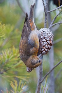 Common Crossbill - Fichtenkreuzschnabel - Loxia curvirostra ssp. polyogyna, Morocoo, adult male