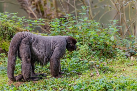 A brown woolly monkey (Lagothrix lagothricha) walks on the forest floor, collecting food. Brazil,