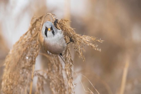 Bearded Reedling (Panurus biarmicus) male perched on reed, Piedmont, Italy