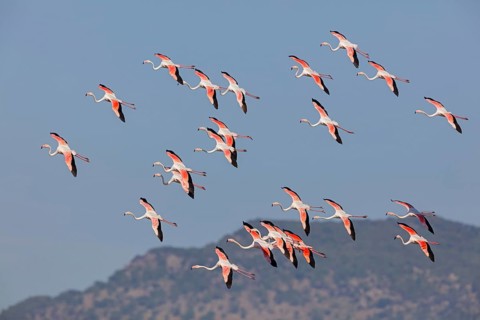 Pink flamingo, (Phoenicopterus ruber), Phoenicopterus roseus, animals, birds, flamingo, biotope,