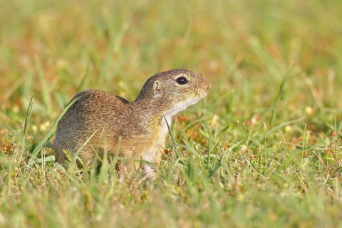 European ground squirrel (Spermophilus citellus) in a meadow, Burgenland Austria