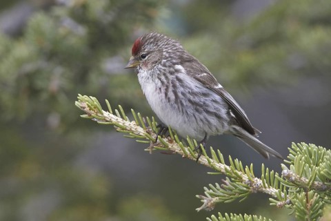 Common Redpoll (Acanthis flammea), Manitoba, Canada
