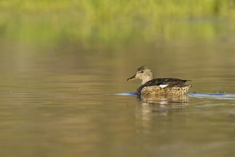 Gadwall (Mareca strepera) female, Arizona, USA