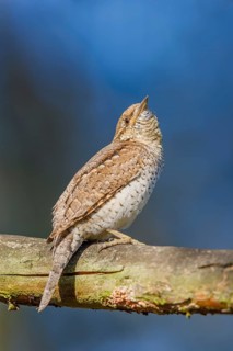 Wendehals, Jynx torquilla Eurasian Wryneck, Northern Wryneck, Jynx torquilla