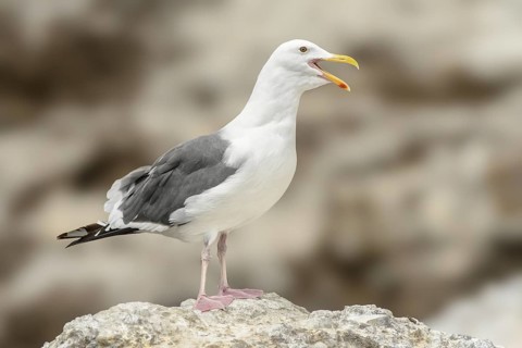 Western Gull (Larus occidentalis) calling, California, USA