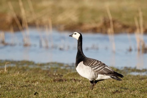 Barnacle Goose (Branta leucopsis), Netherlands