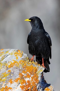 Alpine Chough (Pyrrhocorax graculus), Valais, Switzerland