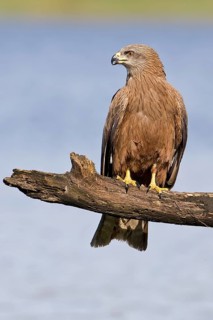 Black Kite (Milvus migrans), Saxony-Anhalt, Germany