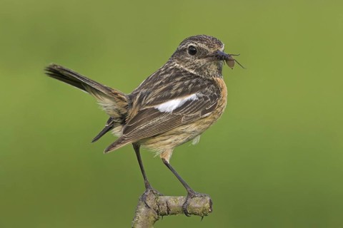 European Stonechat (Saxicola rubicola) female, Rhineland-Palatinate, Germany