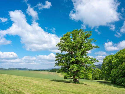 Landscape in the Thuringian Rhön, meadow with old giant solitary oak (Quercus robur) in spring