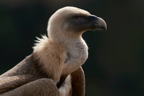 Griffon Vulture (Gyps fulvus), Castile and Leon, Spain