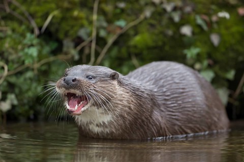 European otter (Lutra lutra) adult animal feeding on a fish in a river, Norfolk, England, United