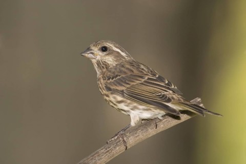 Purple Finch Carpodacus purpureus Tamrack, Aitkin County, Minnesota, USA 6 September Juvenile