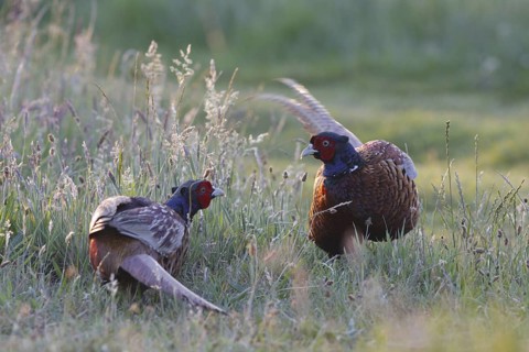 Common Pheasant (Phasianus colchicus) male, Texel, Netherlands