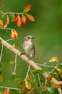 Myrtle Warbler (Setophaga coronata coronata), Texas, USA