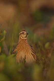 Common Quail (Coturnix coturnix), Mallorca, Spain