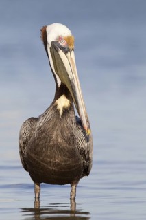 Brown Pelican (Pelecanus occidentalis), Florida, USA