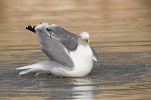 Yellow-legged Gull (Larus michahellis) bathing, Morocco