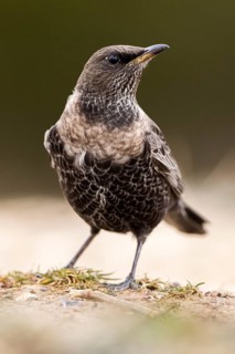 Ring Ouzel (Turdus torquatus) female, Aragon, Spain
