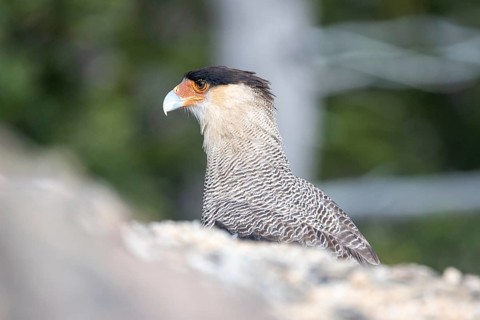 Portrait of a crested caracara (Caracara plancus), seen in Nahuel Huapi National Park, Bariloche,
