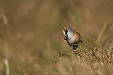 Bearded tit or reedling (Panurus biarmicus) adult male bird on a Common reed seedhead, RSPB