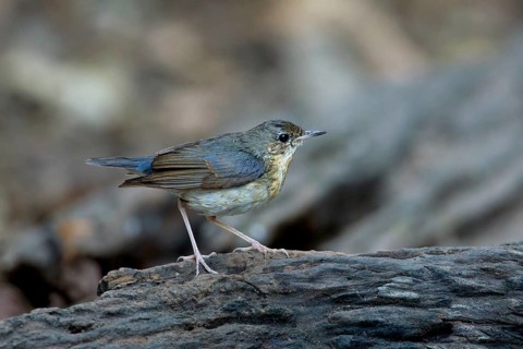 Siberian Blue Robin (Larvivora cyane) male, Kaeng Krachan, Thailand