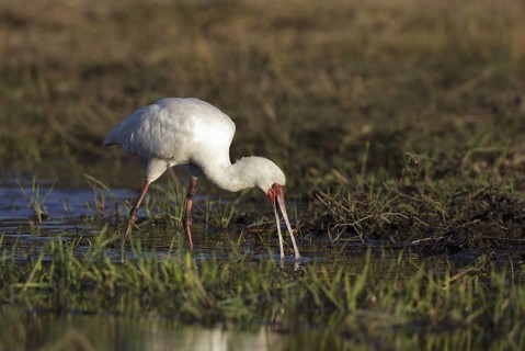 African Spoonbill (Platalea alba) foraging, Chobe, Botswana