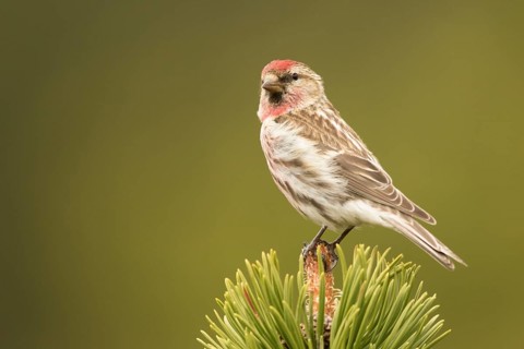 Common Redpoll (Acanthis flammea) male, Bavaria, Germany