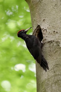 Black Woodpecker (Dryocopus martius) male at nest cavity, North Rhine-Westphalia, Germany