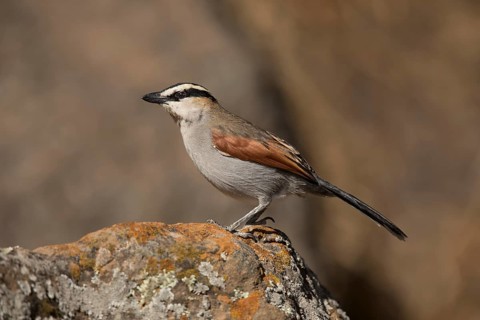 Black-crowned Tchagra (Tchagra senegalus) perched on a stone, Oromia, Ethiopia