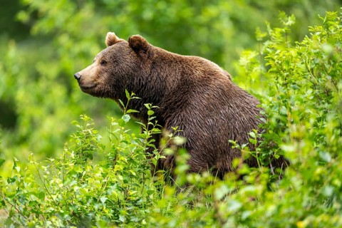 Eurasian brown bear (Ursus arctos arctos) sitting between bushes, Bavarian Forest, Bavaria, Germany