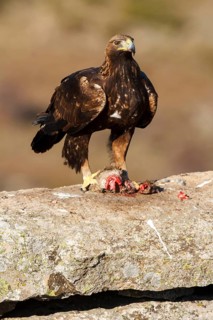Golden Eagle (Aquila chrysaetos) female, Castile and Leon, Spain