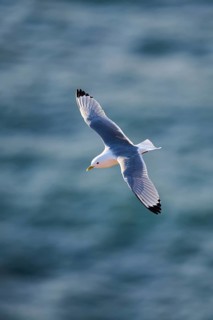 Common gull or sea mew (Larus canus) flying over the sea, wildlife, Helgoland, Germany