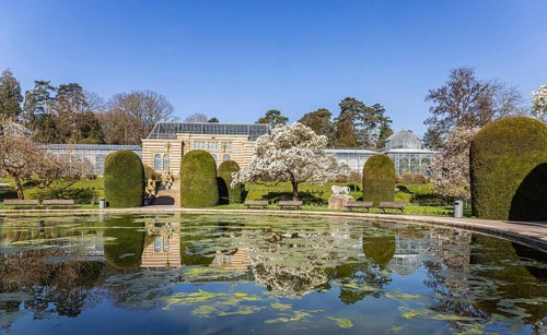 Magnolia blossom in the Moorish Garden at Wilhelma. Magnolias (Magnolia) are in bloom in the