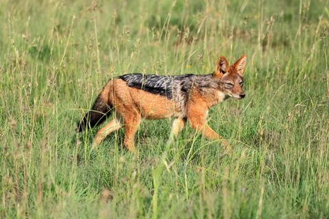 Black-backed jackal (Lupulella mesomelas), adult, running, foraging, Mountain Zebra National Park,