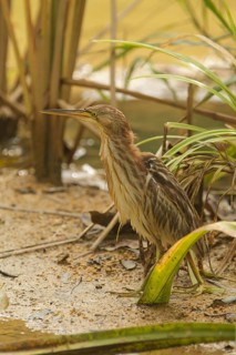 Yellow Bittern (Ixobrychus sinensis), Singapore, Malaysia