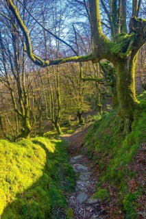 Sunlit hiking path winding through a vibrant green mossy forest, creating a tranquil and inviting