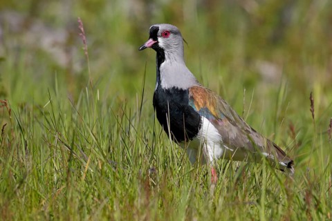 Bronzekiebitz, lat. Vanellus chilensis, im Gras aufrechte Haltung