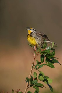 Eastern Meadowlark (Sturnella magna) singing, Florida, USA