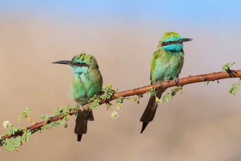 Green Bee-eater (Merops orientalis) pair, Eilat, Israel