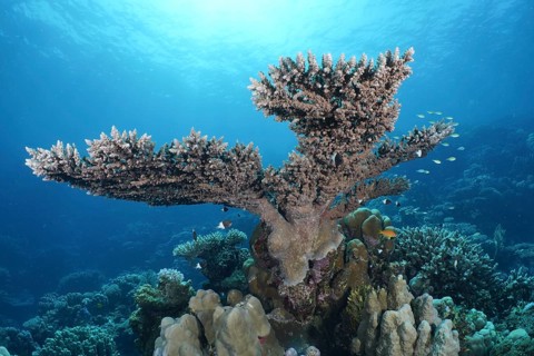 Pharaoh's antler coral (Acropora pharaonis)
