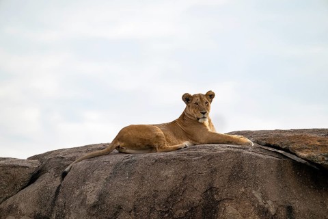 Lioness (Panthera leo) lying on a rock on a kopje, Serengeti National Park, Tanzania