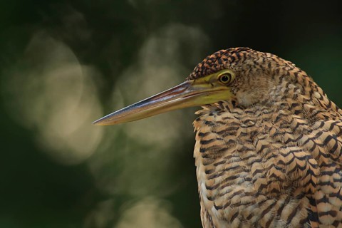 Bare-throated tiger heron juvenile (Tigrisoma mexicanum), Costa Rica